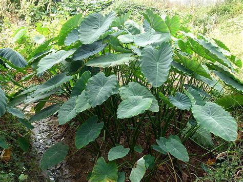 Cocoyam | Diseases and Pests, Description, Uses, Propagation