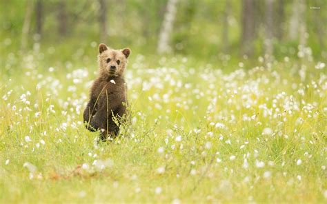 Adorable bear cub in the grass wallpaper - Animal wallpapers - #53073