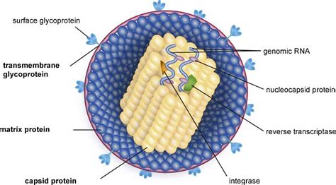 Feline Immunodeficiency Virus Vaccine - Creative Biolabs