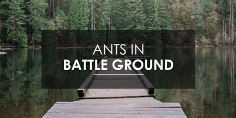 Ant Control in Battle Ground | Aspen Pest Control