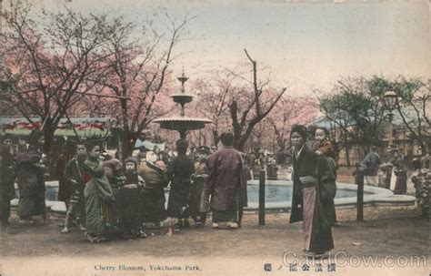 Cherry Blossom, Yokohama Park Japan Postcard