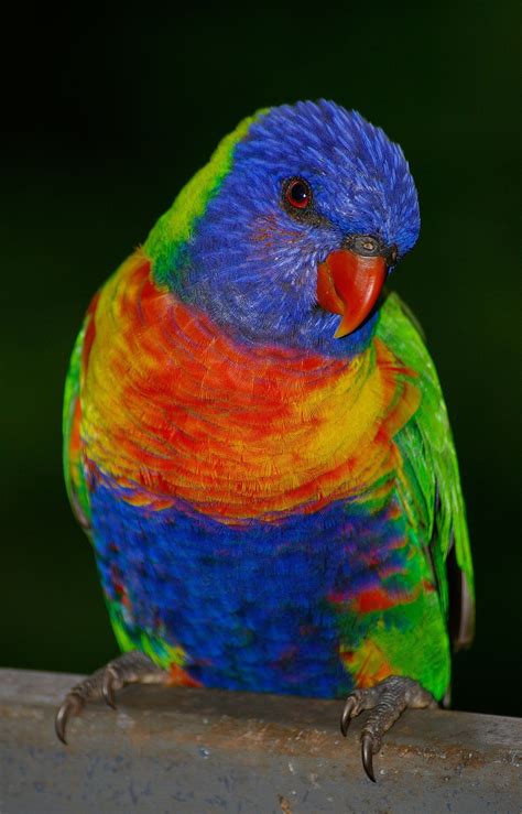 Mobile Rainbow Parrot Wallpapers - Wallpaper Cave