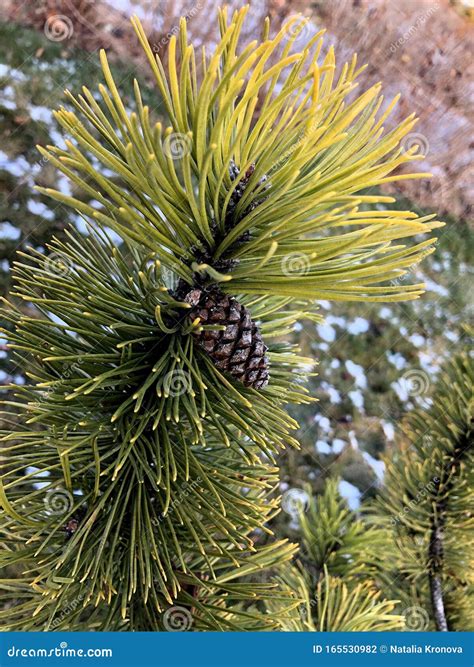 Green Yellow Pine Tree and Pine Cones. Fir Branches with Cones, Long Needles, Park, Autumn ...