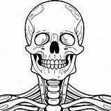 Skeletal System Anatomy Coloring Page 50353 39841 sketch template