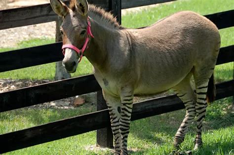 Zonkey - Description, Habitat, Image, Diet, and Interesting Facts