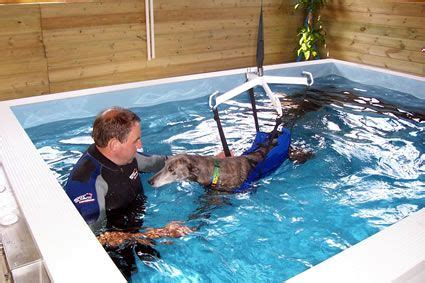 Mascotts Canine Hydrotherapy - Gallery | Hydrotherapy, Paralyzed dog, Canine