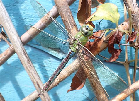 HNHS | Emperor Dragonfly (male) in a Broxbourne garden