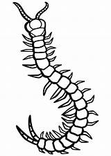 Centipede Coloring Page sketch template
