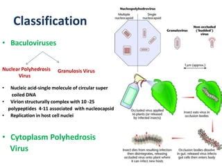 Viral Biopesticides | PPT