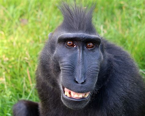 Pin on Primates Old World: Sulawesi Crested Macaque (Macaca nigra)