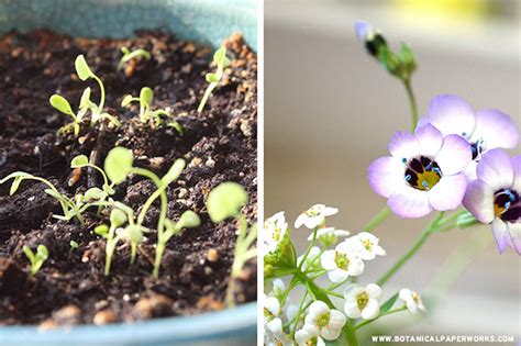 How Planting Wildflowers Can Help With Healing After The Loss Of A ...