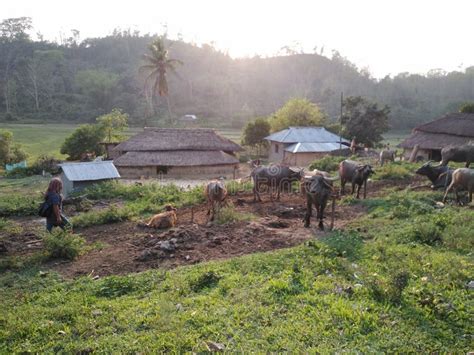 Bankul, Tripurar,india, Beautiful Buffalo Farming Editorial Image ...