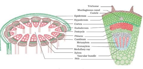 6 Difference Between Simple Permanent Tissue And Complex Permanent Tissue - VIVA DIFFERENCES