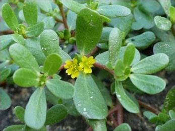 What are the Uses and Health Benefits of Common Purslane (Portulaca oleracea)?