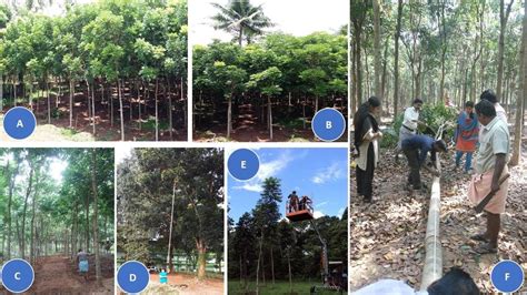 Mahogany plantation. A. Quincunx or Diamond pattern; B. Square planting... | Download Scientific ...