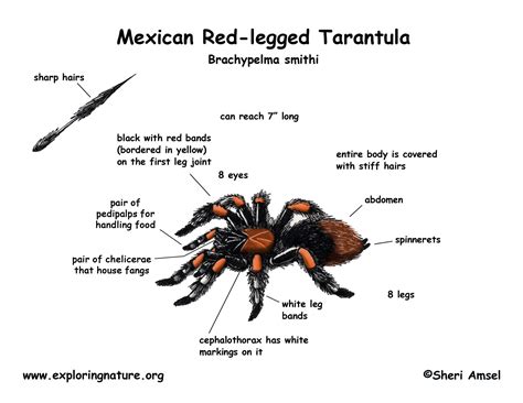 Tarantula (Mexican Red-legged)