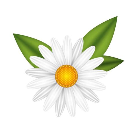 Chamomile flower realistic vector illustration isolated. White daisy blooming plant. 12974872 ...