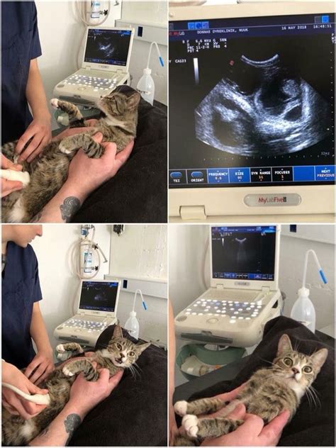 Kitty found out that she was pregnant. | Best cat memes, Pregnant cat, Funny cat pictures