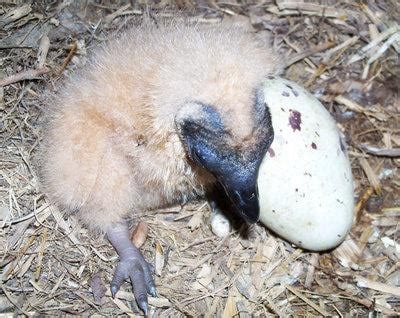 Turkey vulture nest found in rural Polk Co. barn | Archive ...