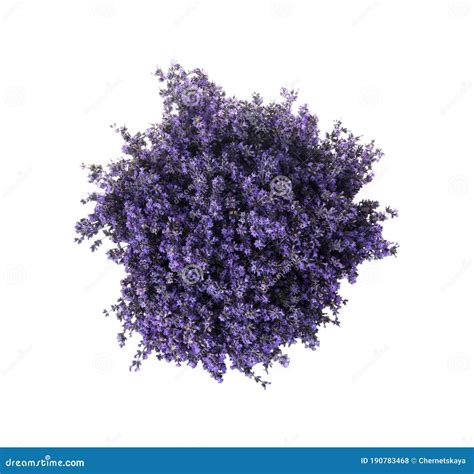 Beautiful Lavender Bouquet Isolated on White Stock Photo - Image of gentle, flowers: 190783468