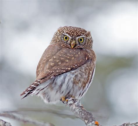 Northern Pygmy Owl Facts: Animals of North America - WorldAtlas