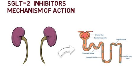 Lima Labe Girar en descubierto sodium glucose transporter 2 inhibitors adherirse Estribillo ...