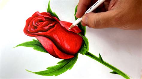 Rose Flower Drawing Colour | Best Flower Site