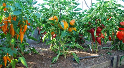 Growing Peppers, How to Grow Peppers, Growing Bell Peppers