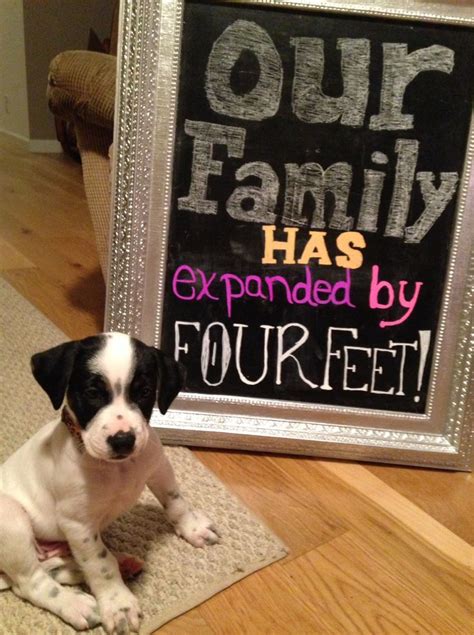 New puppy announcement. | Puppy announcement, Baby puppies, Puppies