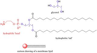 Knowledge Class: Relationship between Structure and Function of Molecules