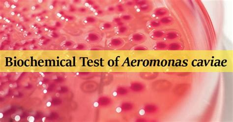 Biochemical Test of Aeromonas caviae