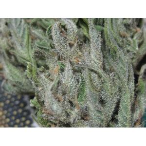 Santa Muerte (de Jamaica Seeds) :: Info de Variedad