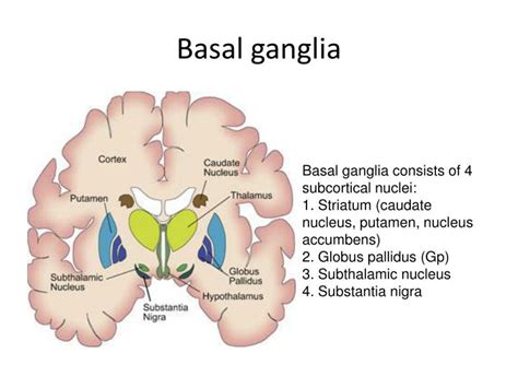 PPT - Basal ganglia & cerebellar pathology PowerPoint Presentation - ID:1897766