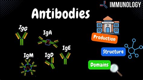 Antibodies - Production, Structure, Domains, Types (IgG, IgD, IgA, IgE, IgM) | Immunology - YouTube