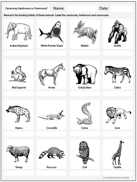 Carnivore, Herbivore or Omnivore? Worksheet - Studyladder Interactive ...