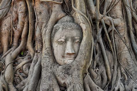 "Buddha Head In Tree Roots" by Stocksy Contributor "Bisual Studio" - Stocksy