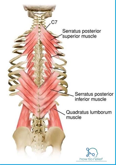 Serratus Posterior Muscles:Origin,Insertion,Nerve Supply & Action » How ...