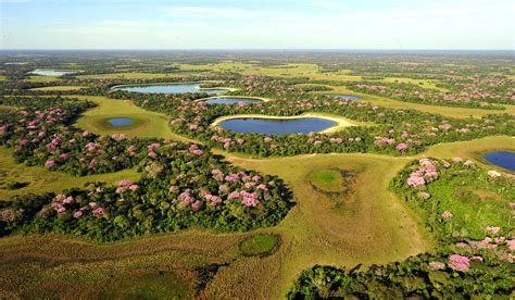 Pantanal safaris with Africa Travel Resource