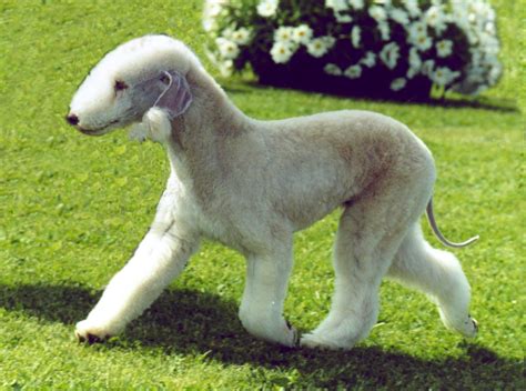 Bedlington Terrier - Puppies, Rescue, Pictures, Information, Temperament, Characteristics ...