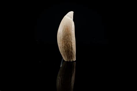 Sperm Whale Tooth Replica 3D Printed Vegan Taxidermy Cruelty Free ...