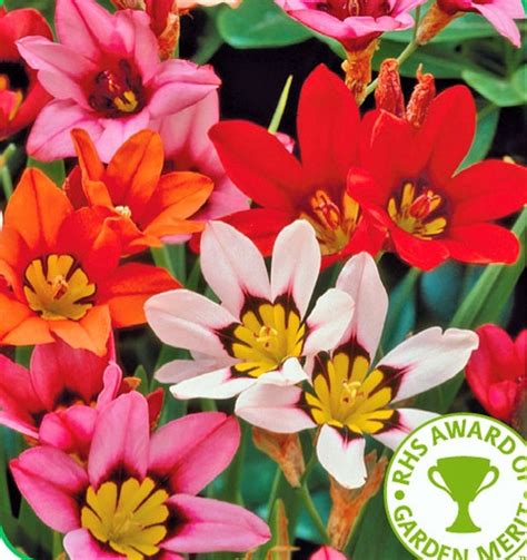 20 SPARAXIS SUMMER FLOWER BULBS-PERENNIAL: Amazon.co.uk: Garden & Outdoors