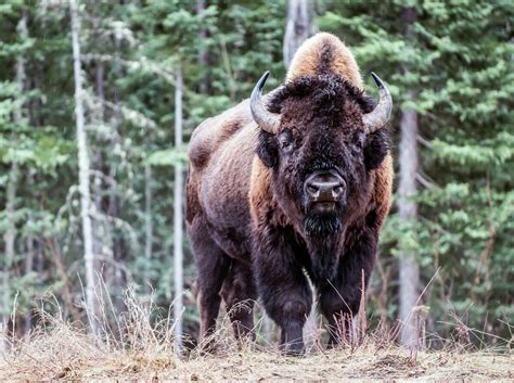 Bison attacks woman at Yellowstone National Park