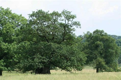 Types of Ancient Woodland - Sheffield & Rotherham Wildlife Trust