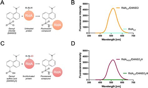 Modification of RidA with dansyl-derived compounds. (A) Dansyl chloride ...