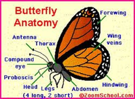 Butterfly Anatomy | Homeschool | Pinterest