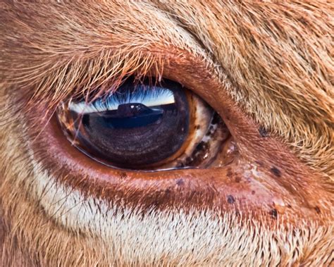 cow eye reflection | Marvin Bredel | Flickr