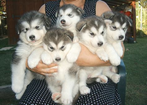 Alaskan Malamute - Pictures, Puppies, Diet, Breeding, Facts, Habitat ...