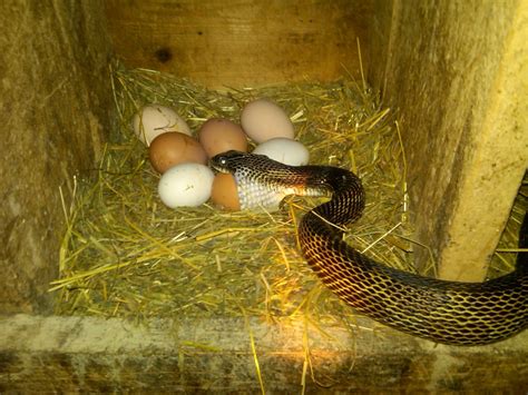 Ohio Birds and Biodiversity: Black Rat Snake eats chicken egg