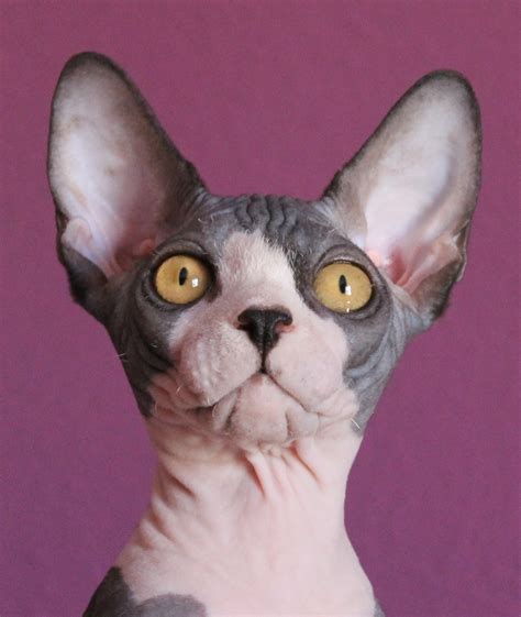 Sphynx Breed Standard - Ebano Sphynx