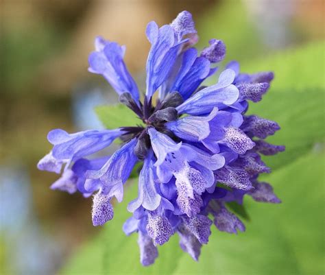 Catnip and Catmint Plants: Interesting Herbs and Their Uses | Owlcation